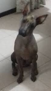 Merci à vous de faire le nécessaire. Perroazteca Hashtag On Twitter