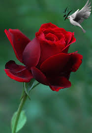 The best day on which the sun has risen is friday. 18 Jumma Mubarak Images Ideas Jumma Mubarak Images Mubarak Images Flowers Gif