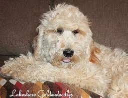 They have very calm personalities, and enjoy lap time, and. Goldendoodle Puppies Ny Nj Mass Conn Pa