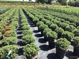 European mountain pine "Benjamin"