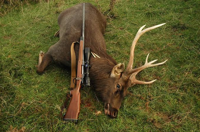 World's Coolest Deer? - Safari Club