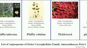 Image result for Hermbstaedtia linearis