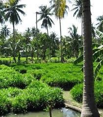 The pandan plant also requires sufficient moisture level in the soil. Polynesian Produce Stand Fragrant Pandan Unique Spice Plant Pandanus Amaryllifolius Bigger 12in Plant