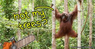 Why Is Malaysia Planning To Cut Down 5 More Trees In 2017 Your tree cut down stock images are ready. why is malaysia planning to cut down 5