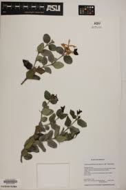 Image result for Carissa praetermissa