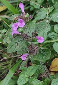 Image result for Clinopodium vernayanum