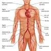 The 12 diagrams in the figures below show 11 human organ systems, including separate diagrams for the male and female reproductive systems. 1