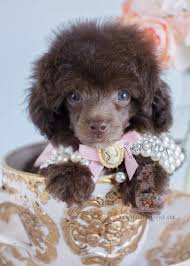 Black And White Toy Poodle Puppies For Sale Chocolate Poodle Puppy For Sale 154 Dog Behavior Dog Training Collar Poodle Puppy