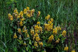 Image result for Oxygonum dregeanum