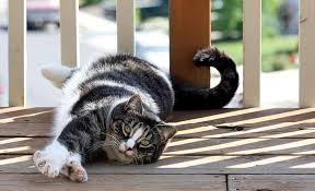 American Shorthair Cat Domestic Cat Cat Short Hair Black White Claws Green Eyes Cat Whiskers Multicolored Nose Pikist