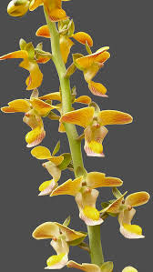 Image result for Eulophia tuberculata