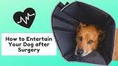 Crate games also teach dogs impulse control so that they stay on task even when there are lots of distractions going on around them. Crate Rest Activities For Dogs After Back Hip Leg Injuries Acl Or Tplo Heartworm Treatmentetc Youtube