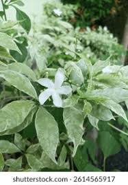 Image result for Tabernaemontana