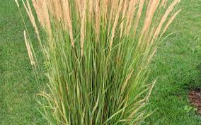 Maybe you would like to learn more about one of these? Fielding Questions Wait To Trim Ornamental Grass Until Next Spring The Dickinson Press
