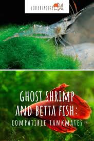 Ghost Shrimp And Betta Fish Compatible Tankmates Betta Source In 2020 Ghost Shrimp Betta Fish Betta
