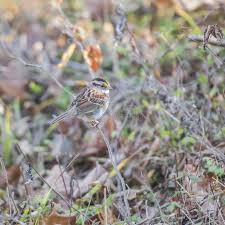 Image result for Zonotriche