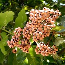Image result for Eucalyptus torelliana