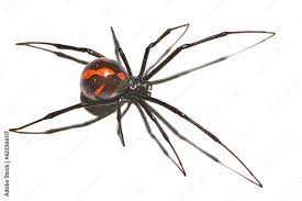 Closeup Of The Medically Important Black Widow Spider Latrodectus Cf Mactans Mexicanus Araneae Theridiidae From Mexico Photographed On White Background Stock Photo Adobe Stock