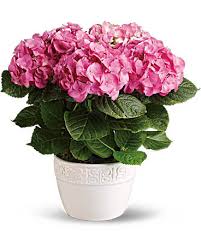 Uses of the hydrangea flower throughout history. Hydrangea Flower Meaning Symbolism Teleflora