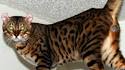 Mokave Cat Breeds - Asian Leopard Cat ... - Mokave Jag Cats