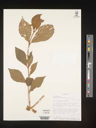 Image result for Premna hans-joachimii