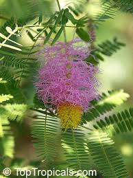 Image result for Dichrostachys