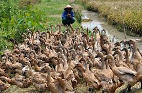 Download now kandang bebek petelur terbaik agar produksi stabil tanpa air. Ternak Bebek Petelur Sukses Kandang Bibit Pakan Pemanenan Telur