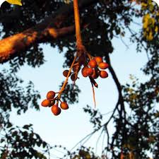 Image result for Burseraceae