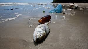 Salah satu alasan disematkan nama 'laut mati' karena nyaris tak ada kehidupan di dalam atau di. Bahaya Lebih Dari 70 Ikan Laut Dalam Telah Menelan Plastik Bukti Bumi Sudah Rusak Karena Sampah Tribun Travel