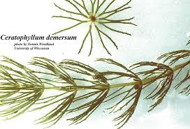 Image result for Ceratophyllum