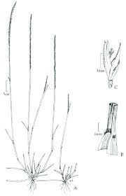 Image result for Sporobolus spicatus