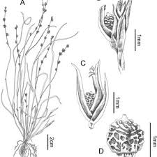 Image result for Scleria mikawana