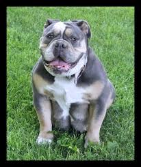 We offer 87 english bulldog stud dogs in california. Olde English Bulldogge Breeder Olde English Bulldogge Fans Chat And Blog With A Perfect Pet