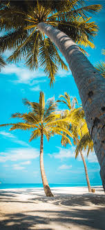 Check spelling or type a new query. Best Summer Iphone X Hd Wallpapers Ilikewallpaper