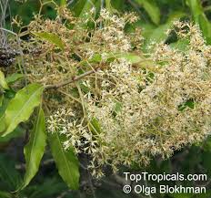 Image result for Nuxia