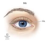 Iris of the Eye: Definition, Anatomy & Function
