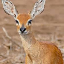 Image result for Stenocercus simonsii