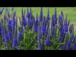 Veronica Production Tips