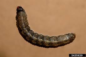 Image result for Agrotis ipsilon