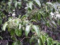 Image result for Phragmanthera cornetii