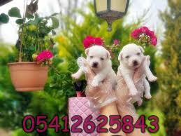 Sivava Fiyati Sivava Kopekler Yavru Kopek Chihuahua