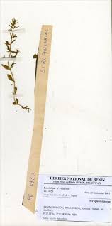 Image result for Bacopa hamiltoniana