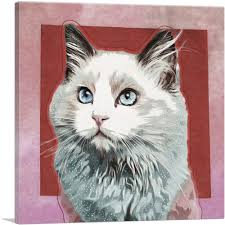 Apparently being first noticed amongst feral cat colonies in mexico in 1984. Artcanvas Ojos Azules Cat Breed Red Canvas Art Print Ebay