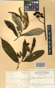 Image result for Annickia