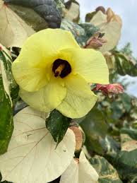 Image result for Hibiscus tiliaceus