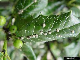 If you see a white, powdery fungus on the leaves of your plants, it is likely they have powdery mildew. Why Does My Holly Have Spots Diagnosing Holly Leaves With White Spots