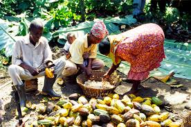 Imports also rose by 10 percent to. Cocoa And Co Operatives Co Operative News