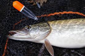 Fang Mehr Hechte Angeln Hechtangeln Fische Angeln