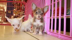 Find chihuahua puppies for sale on pets4you.com. Gorgeous Teacup Blue Tan Short Hair Chihuahua Puppies For Sale In Atlanta At Puppies For Sale Local Breeders