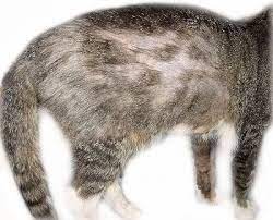 Www Katzeninfo Com Alopezie Haarausfall